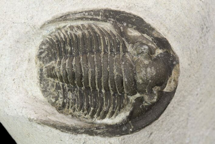 Bargain, Cornuproetus Trilobite Fossil - Morocco #119833